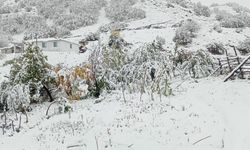 Kar erken geldi, cevizler kar altında kaldı!