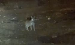Şehir sokaklarında kurt görüntülendi
