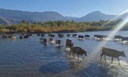 Karasu Nehri’nde sular çekildi, hayvanlar nehri yürüyerek geçti