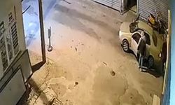 Nesli tehlike altındaki hayvan aracın altında telef oldu
