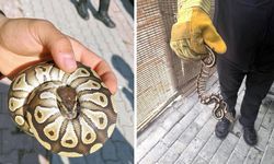 Polisler tarafından durdurulan şahsın cebinden piton çıktı!