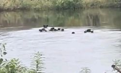 Yaban domuzları Meriç Nehri’ni aşarak Yunanistan’a geçtiler