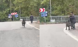 Yaşlı adam, üzerine koşan domuzdan son anda kurtuldu!