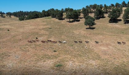 Ankara'da Yaylaların özgür ruhları yılkı atlarının oluşturduğu görsel şölen böyle görüntülendi