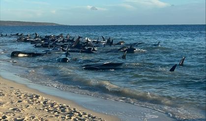 Avustralya’da balinalar kıyıya vurdu
