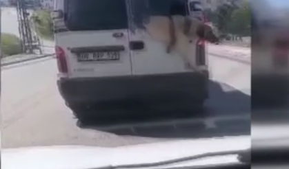 Ankara’da ilginç yolculuk: Minibüsün camından sarkan köpek görenleri şaşırttı