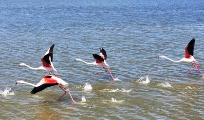 Gölbaşı'nın yeni misafirleri  flamingolar
