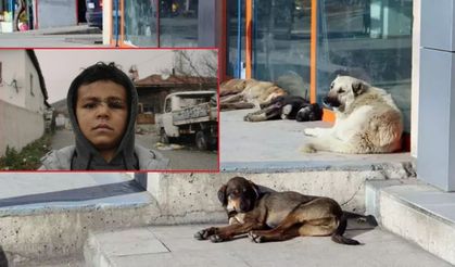 Ankara’da sokak köpeği saldırısı: 5 yaşındaki çocuk hastanelik oldu