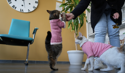 Ankara’da üç bacaklı kedi mahallenin maskotu oldu