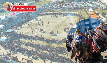 Burhaniye Zeytin Festivali'nde deve güreşleri düzenlendi