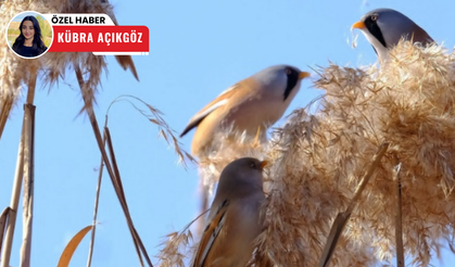 Mogan Gölü'ndeki çalışma tepkilere neden oldu