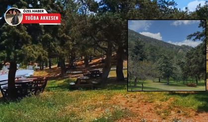 Nallıhan’ın ardıç ormanları doğa tutkunlarını bekliyor