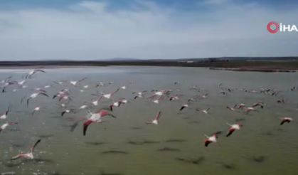 Flamingoların Ankara’daki durağı tehdit altında