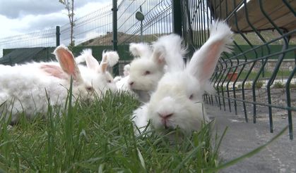 Elmadağ’da Angora tavşanı üretimi büyüyor