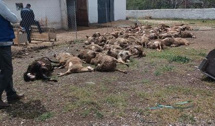Haymana'da çiftliğe giren kurtlar 92 kuzuyu telef etti!