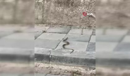Beypazarı’nda sokakta yılan paniği