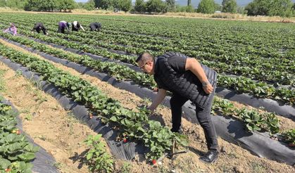 'Kırmızı elmas' hasadı başladı