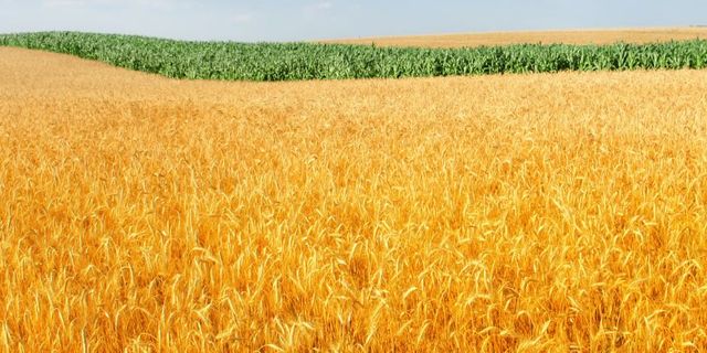 Ankara Polatlı’da 31 Mayıs 2023 buğday fiyatı, bugünkü buğday fiyatları, Polatlı Ticaret Borsası Buğday ne kadar?