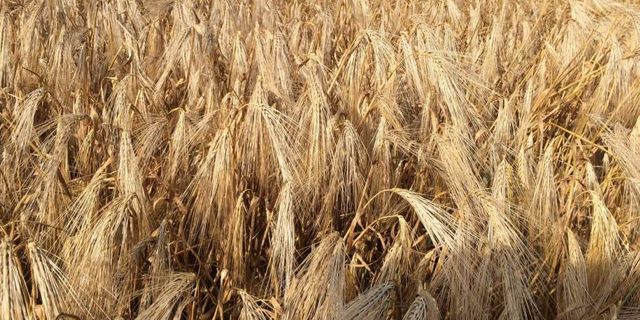 Ankara Polatlı'da arpa fiyatları ne kadar, güncel arpa fiyatları, 30 Mayıs arpa fiyatları ne kadar?