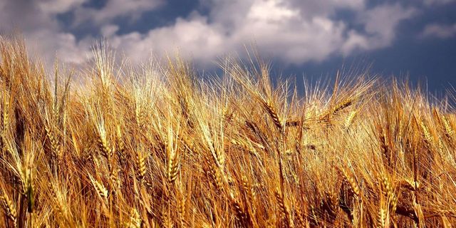 Ankara Polatlı’da buğday kaç para, 30 Mayıs buğday fiyatları ne kadar, Polatlı Ticaret Borsası Buğday kaç para?