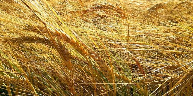 Polatlı Borsası buğday arpa fiyatları, Polatlı Borsası 30 Mayıs 2023 güncel hububat fiyatları