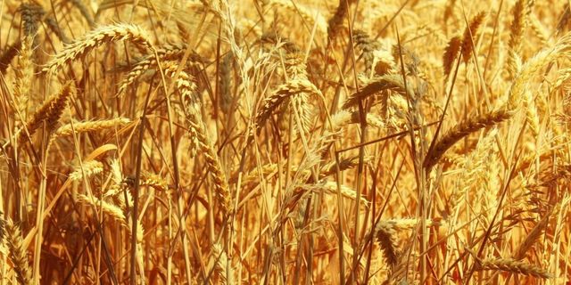Polatlı Borsası buğday arpa mısır fiyatları ne kadar, Polatlı Borsası 31 Mayıs 2023 güncel hububat fiyatları