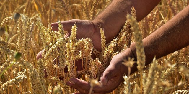 Polatlı’da buğday ne kadar, 25 Mayıs 2023 buğday fiyatları ne kadar? Polatlı Ticaret Borsası buğday fiyatlar kaç para?