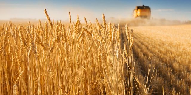 Ankara Polatlı’da buğday bugün kaç para, bugünkü buğday fiyatları ne kadar, Polatlı Ticaret Borsası Buğday kaç para?