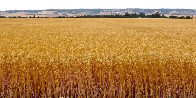Polatlı Borsası buğday arpa mısır fiyatları, Polatlı Borsası 1 Haziran 2023 güncel hububat fiyatları