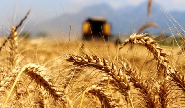 TMO'nun 2025 yılı hububat alım fiyatları belli oldu