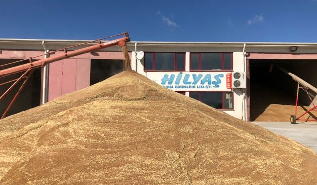 Konya Çiftçisinin Lüks Buğdayı Sezonun En Yüksek Fiyatıyla Alıcı Buldu