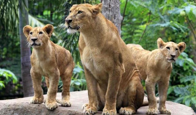 Türkiye'nin En Büyük 5 Hayvanat Bahçesi