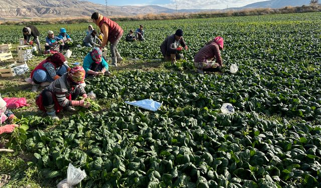 Ankara'nın tarım ilçesi Beypazarı'nda demir deposu ıspanak hasadı başladı