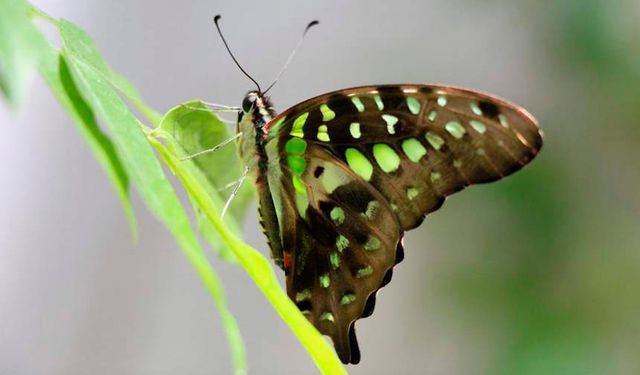 Şebiarus için Kelebek Bahçesi 30 bin kelebek ile süslendi