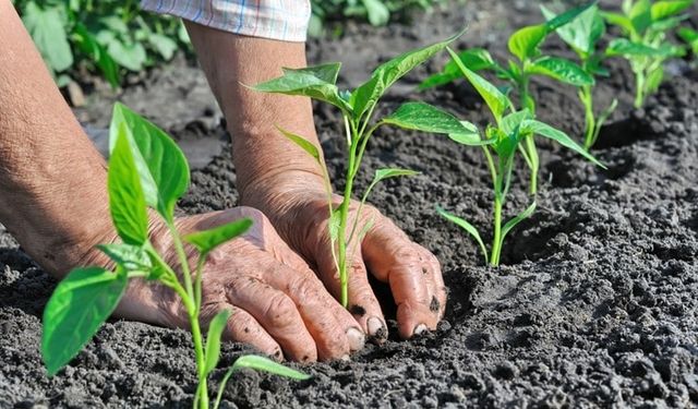 Akyurt Belediyesi tarımsal destek başvuruları başladı