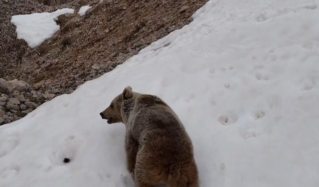 Munzur Dağları kış uykusundan uyandı! Yabani hayvanlar görüntülendi