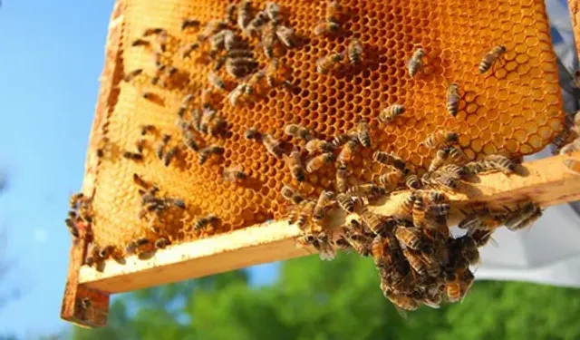 Türkiye’de en çok arı kovanına sahip şehir belli oldu