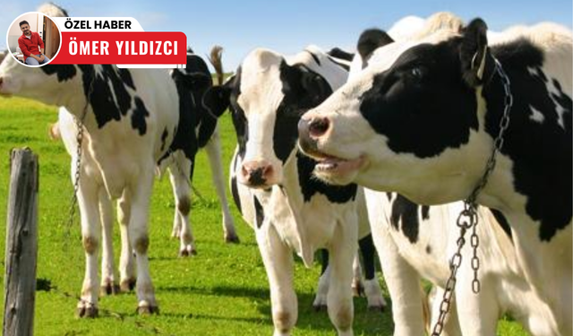 Damızlık Sığır Yetiştiricilerine Müjde: 2024 Fiyatları Açıklandı!