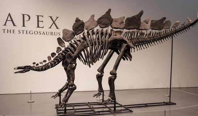 Dinozor iskeleti rekor fiyata satıldı!