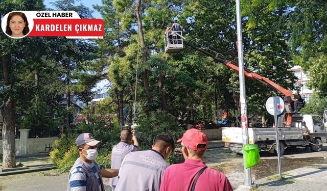 Polatlı'da rüzgardan ağaç dalı kırıldı! Budama çalışmaları yapıldı