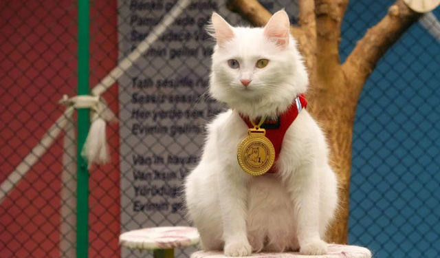 Türkiye'nin en güzel kedisi seçildi: Görenler güzelliğine inanamadı