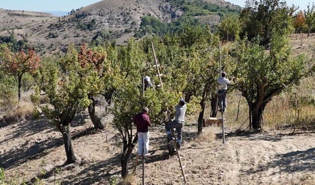 Ankara armudunda hasat zamanı başladı