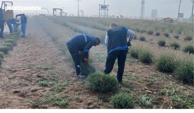 Akyurt Belediyesi Lavanta Bahçesi'nde Bakım Çalışmaları Başladı