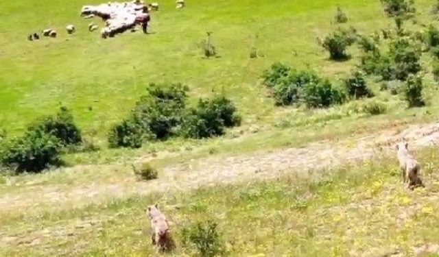 Koyun sürüsü kurt saldırısından dron sayesinde kurtuldu