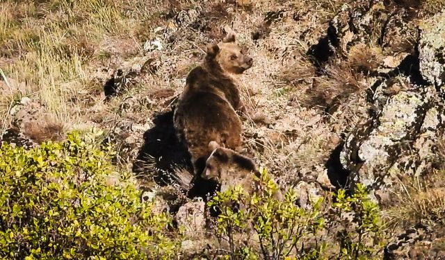 Ankara ormanlarında boz ayı ailesi görüntülendi