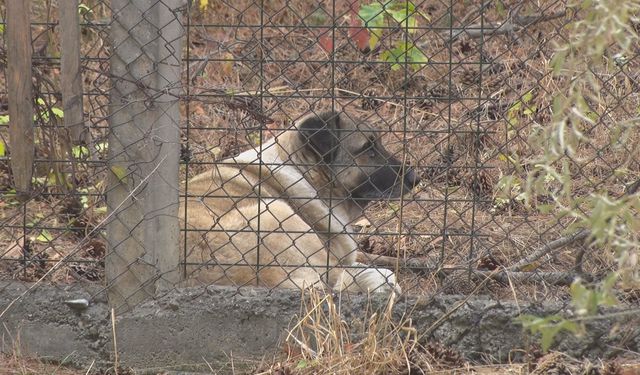 Ankara’da köpek saldırısı telaşı: Vatandaşlardan yetkililere çağrı