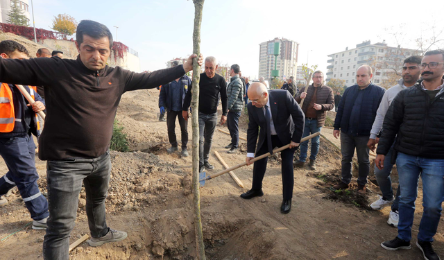 Yenimahalle’de yüzlerce ağaç toprakla buluştu