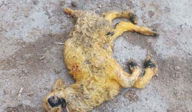 Ankara'da anomali kuzu şaşkınlık yarattı