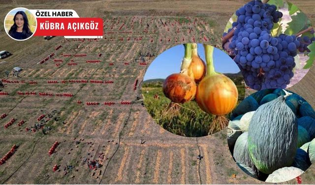 Polatlı'nın soğanı Kalecik'in üzümü: Ankara tarımda söz sahibi