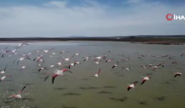 Flamingoların Ankara’daki durağı tehdit altında